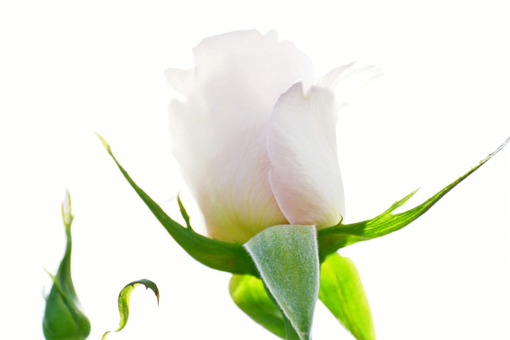 薔薇