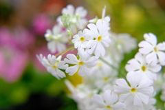 早春の草花展
