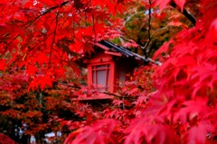 真っ赤に色づく