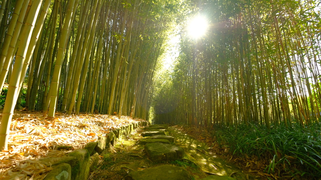 2017_1124_竹林公園
