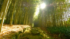 2017_1124_竹林公園