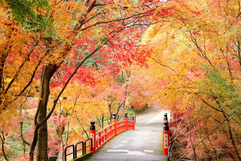今熊野観音寺の秋