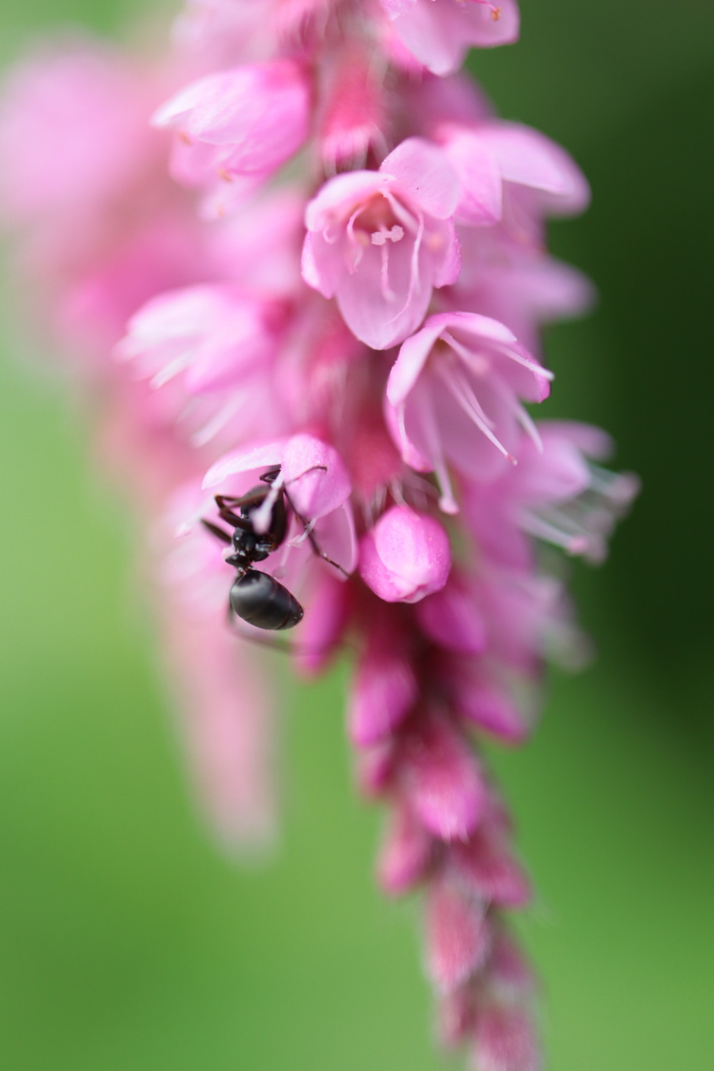 夏の花
