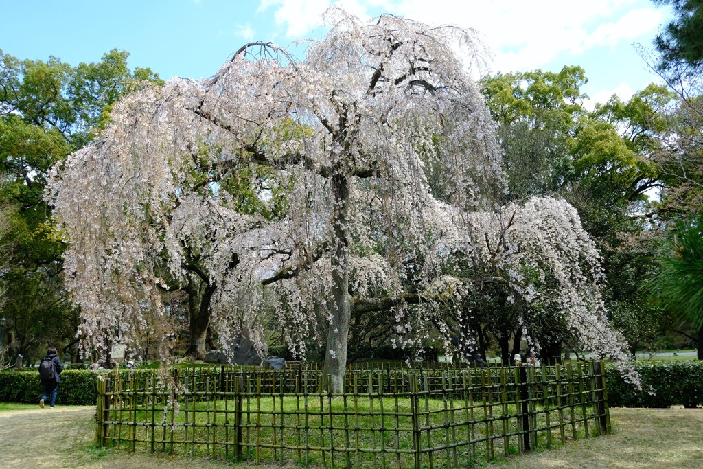 出水のしだれ桜