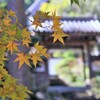 龍穏寺　紅葉