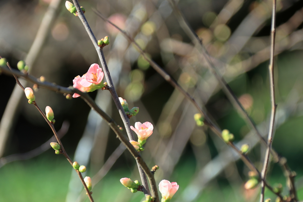 植物園にて