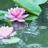大粒の雨にうたれる蓮の花