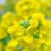春の草花