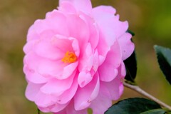 山茶花