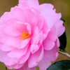 山茶花