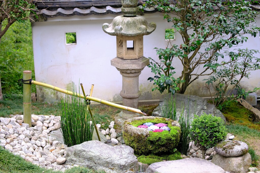 紫陽花　花手水