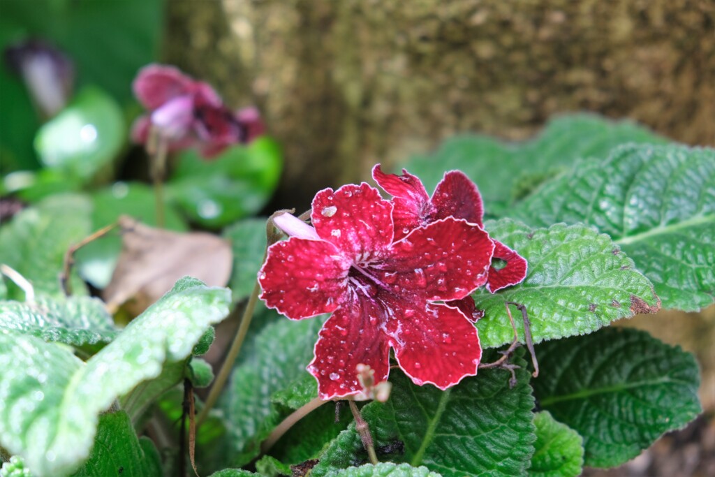 温室に咲く花