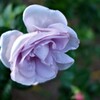 11月の薔薇　ブルーバユー