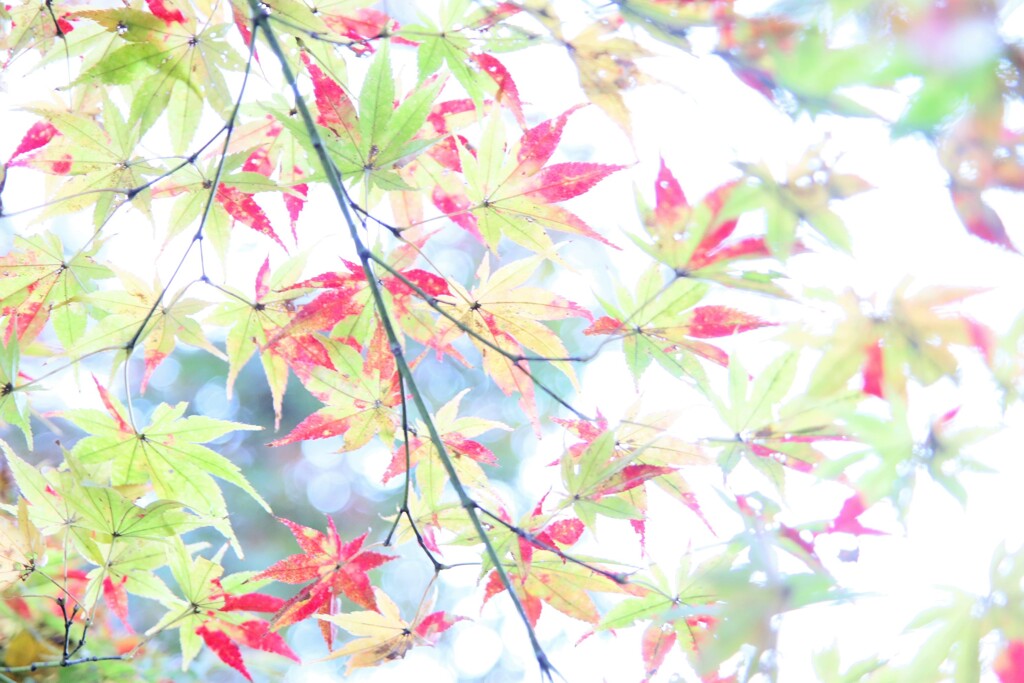 京都府立植物園　紅葉