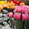 春の花