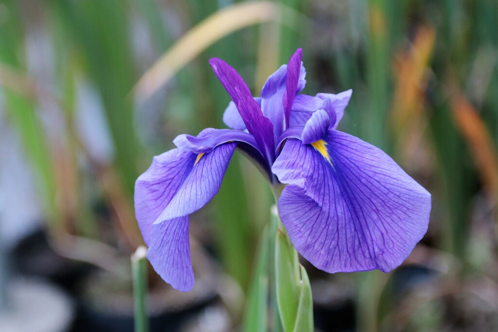 花菖蒲