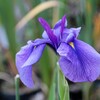 花菖蒲