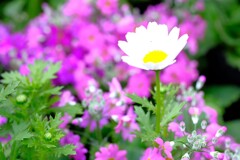 春の草花