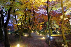 植物園　ライトアップ