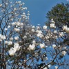 木蓮　京都御苑