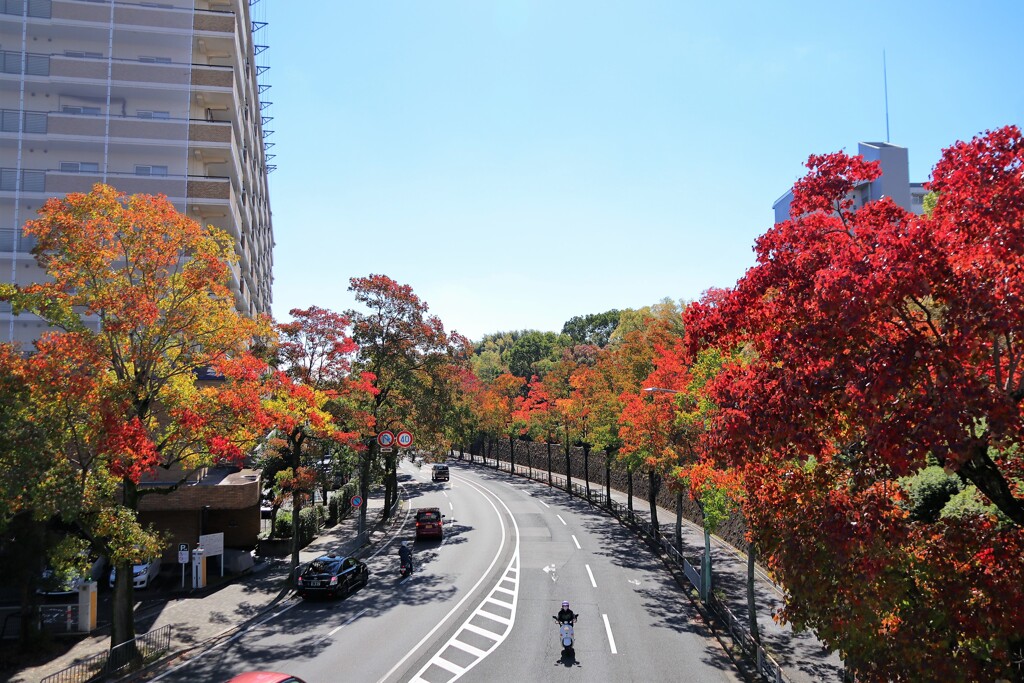 ビルの隙間の紅葉