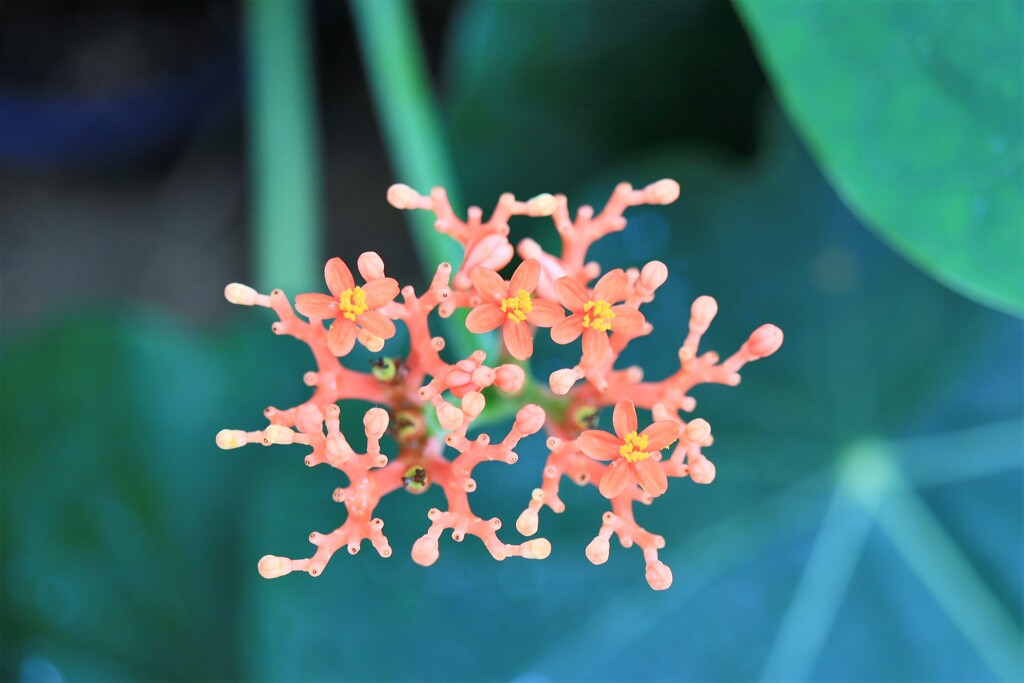 温室に咲く花