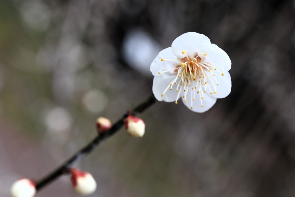 梅