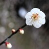 梅