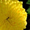 菊　