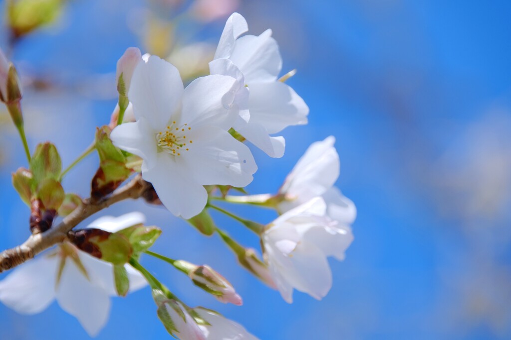 山桜