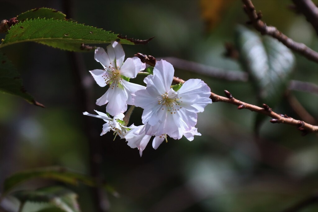 御会式桜