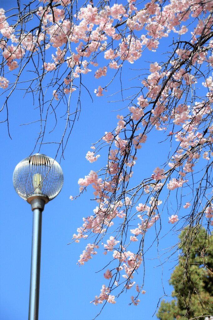桜