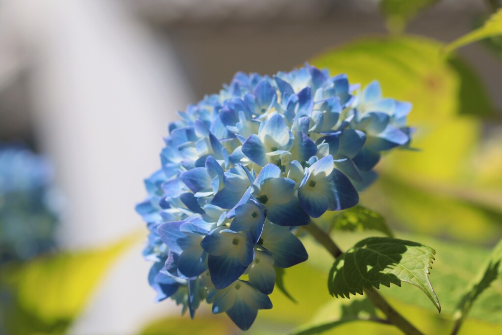 紫陽花