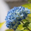 紫陽花