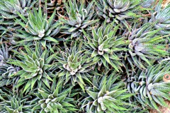 温室に咲く草木