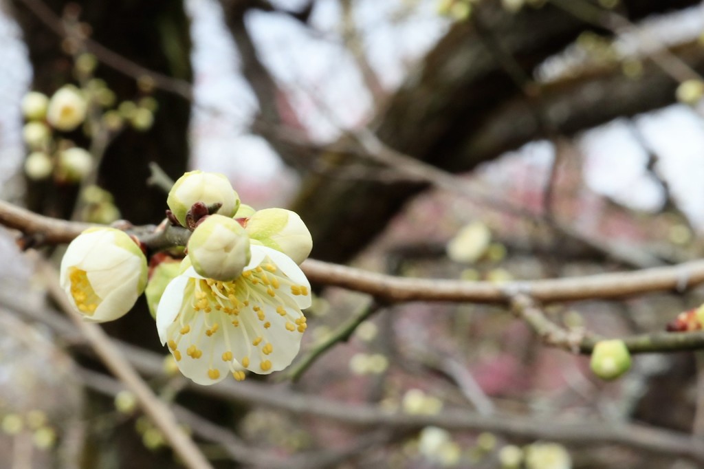 京都北野天満宮　梅　20190212
