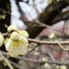 京都北野天満宮　梅　20190212
