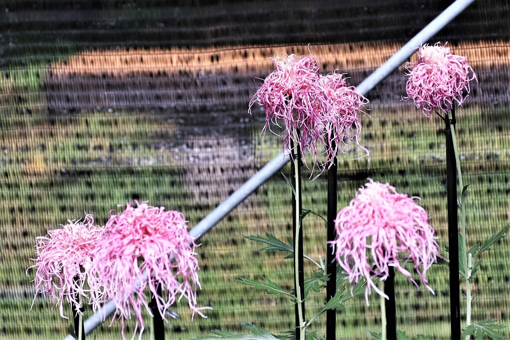 伊勢菊