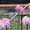 伊勢菊