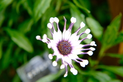早春の草花展