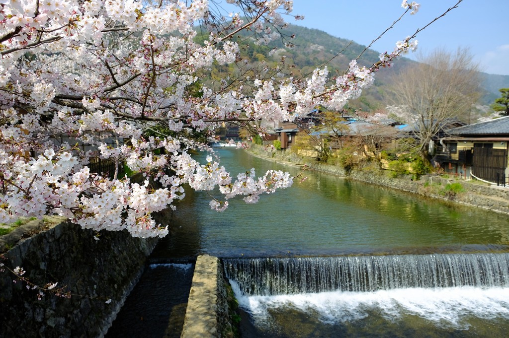 嵐山　桜