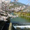 嵐山　桜