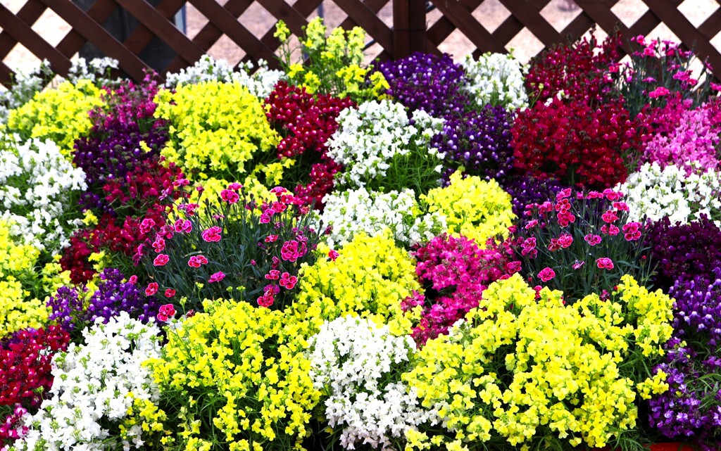 早春の草花展
