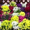 早春の草花展