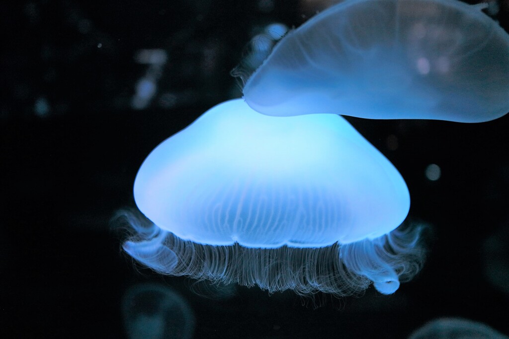 ミズクラゲ