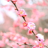 梅