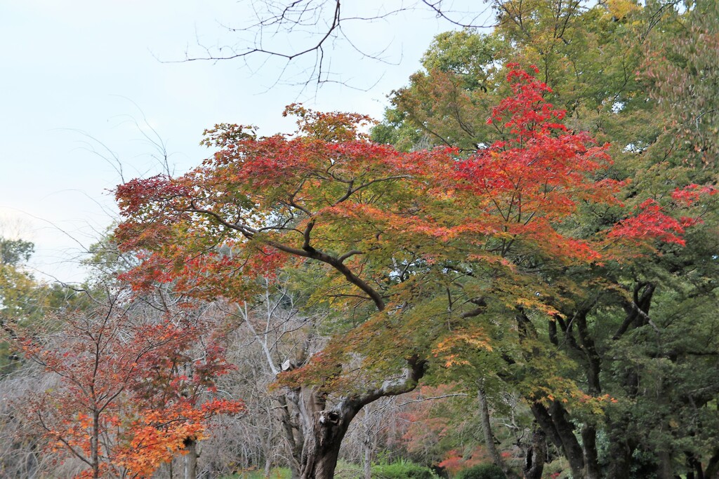 紅葉