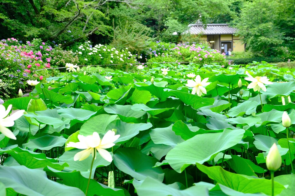 蓮　紫陽花