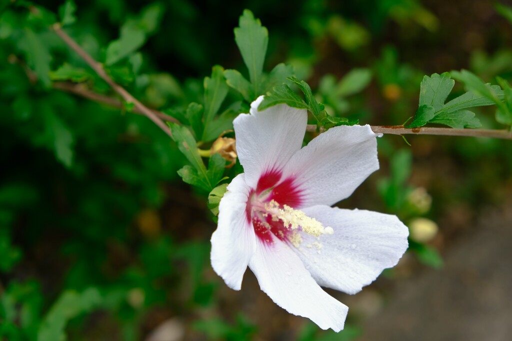 木槿