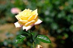 薔薇